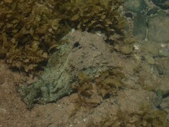 Dolabella auricularia