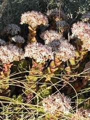 Crassula undulata