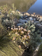 Crassula undulata