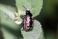 Calligrapha diversa