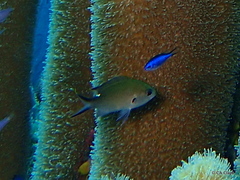 Azurina multilineata