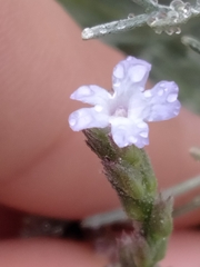 Verbena menthifolia