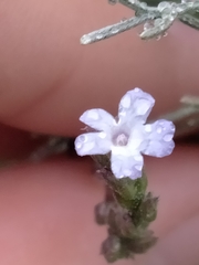 Verbena menthifolia