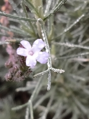 Verbena menthifolia
