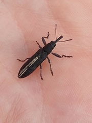 Rhinotia