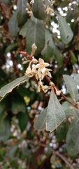 Elaeagnus oldhamii