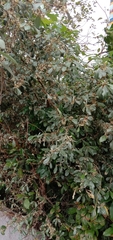 Elaeagnus oldhamii