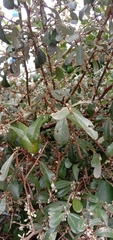 Elaeagnus oldhamii