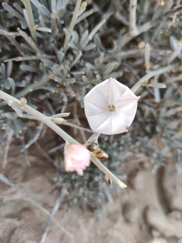 Convolvulus caput-medusae image