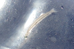 Engraulidae