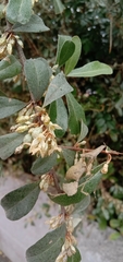 Elaeagnus oldhamii