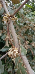 Elaeagnus oldhamii