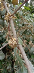 Elaeagnus oldhamii