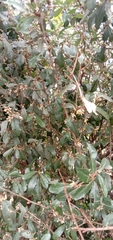 Elaeagnus oldhamii