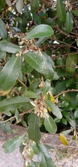 Elaeagnus oldhamii