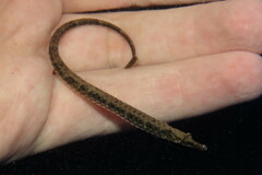 Syngnathus scovelli