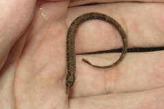 Syngnathus scovelli