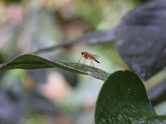 Chrysopilus ferruginosus