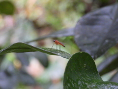 Chrysopilus ferruginosus