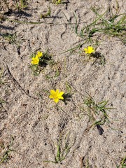 Moraea fugacissima
