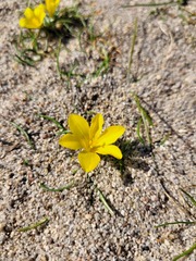 Moraea fugacissima