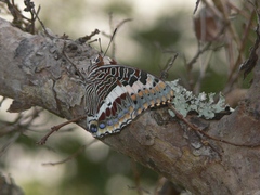 Charaxes saturnus