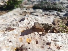 Tarentola mauritanica mauritanica