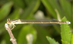 Pseudagrion