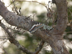 Charaxes saturnus