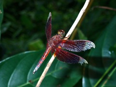 Neurothemis ramburii