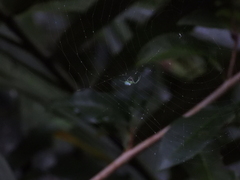 Aoaraneus pentagrammicus