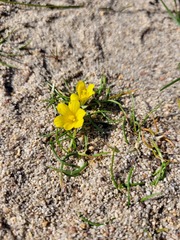Moraea fugacissima