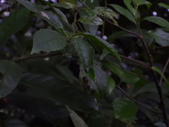 Aoaraneus pentagrammicus