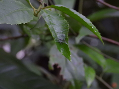 Aoaraneus pentagrammicus