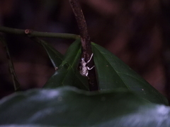 Dermatoxenus caesicollis