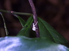 Dermatoxenus caesicollis