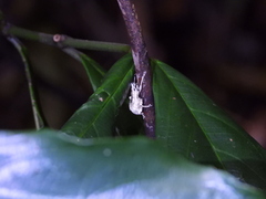 Dermatoxenus caesicollis