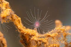 Tubulariidae
