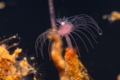 Tubulariidae