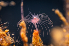 Tubulariidae