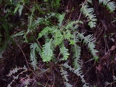 Dicranopteris