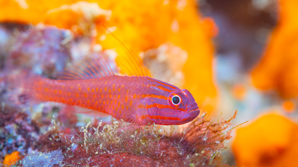 Trimma capostriatum