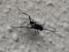 Evania appendigaster