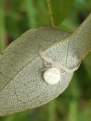 Zygometis xanthogaster