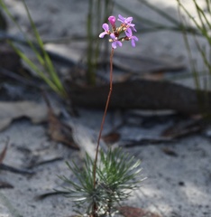 Stylidium lineare