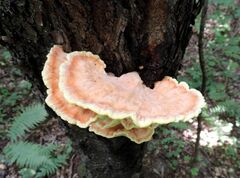 Laetiporus sulphureus