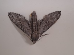 Psilogramma casuarinae