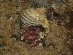 Dardanus crassimanus