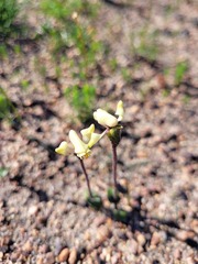 Disperis villosa