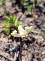 Disperis villosa